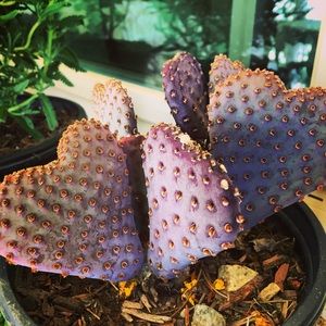 Meet your Posher, Ruby